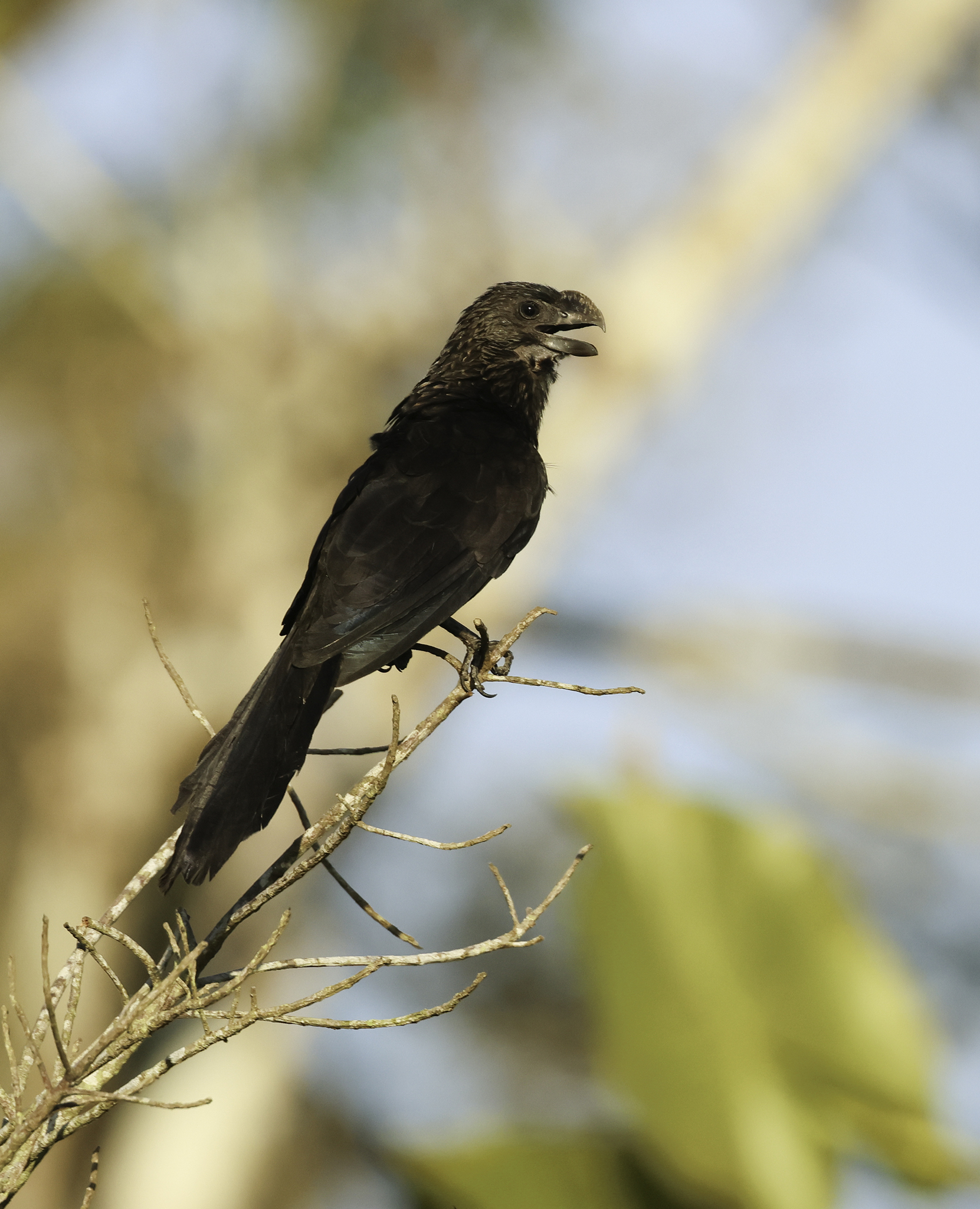 Smooth-billed Ani in Shushufindi County, Sucumbios, Ecuador (6/3/2024).