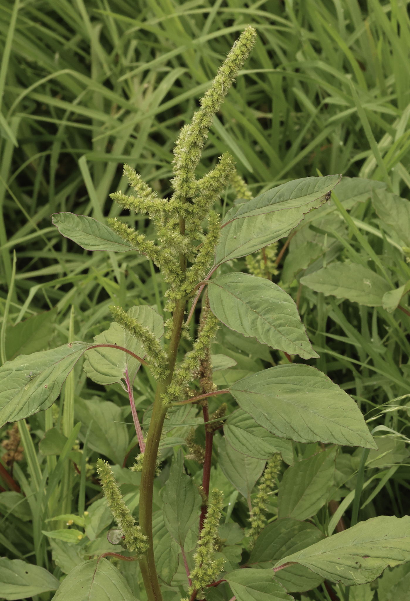 Genus Amaranthus in Metropolitan District of Quito County, Pichincha, Ecuador (6/7/2024). Genus Amaranthus