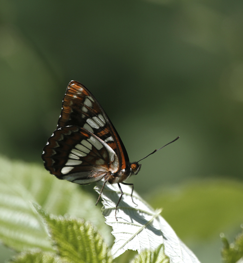 Lorquin's Admiral (Limenitis lorquini)