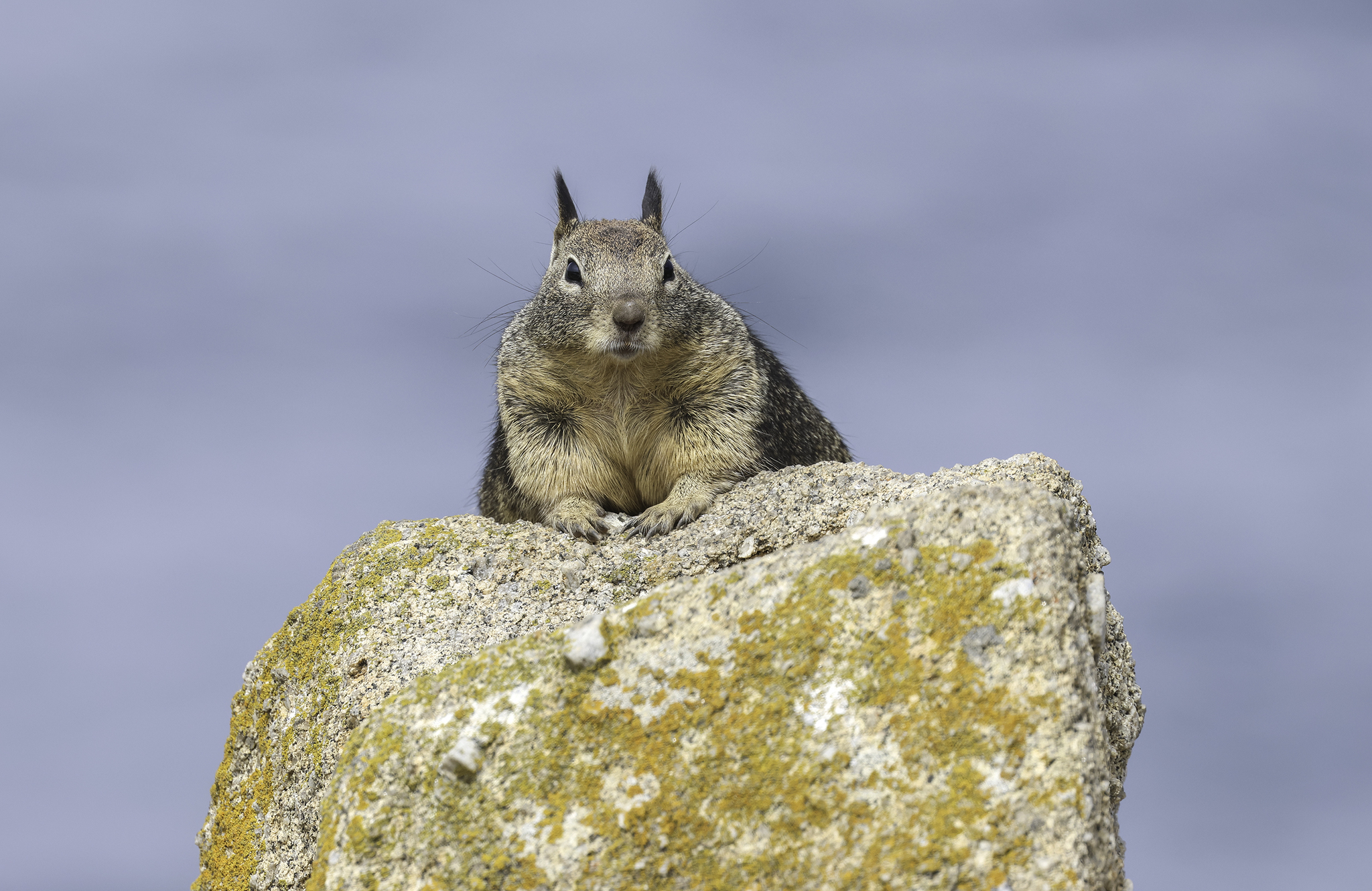 California Ground Squirrel (Otospermophilus beecheyi)