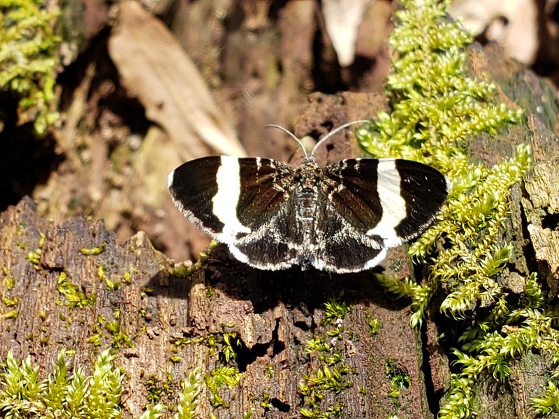 BioFiles — White-striped Black Moth (Trichodezia albovittata)