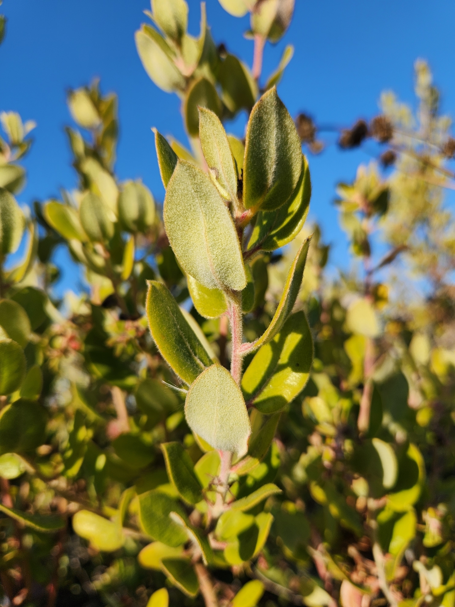 <em>Arctostaphylos tomentosa tomentosa</em> in Monterey County, California (11/7/2024).