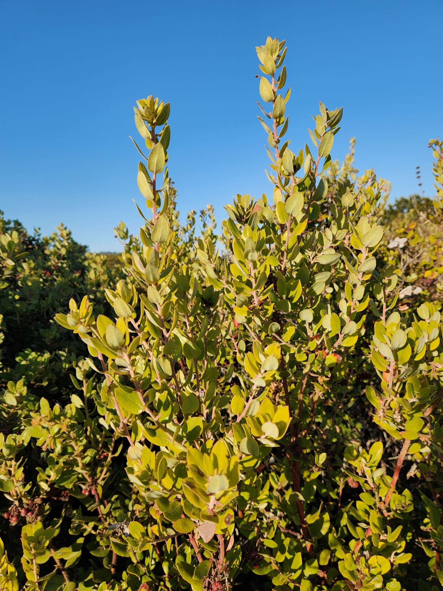 <em>Arctostaphylos tomentosa tomentosa</em> in Monterey County, California (11/7/2024).