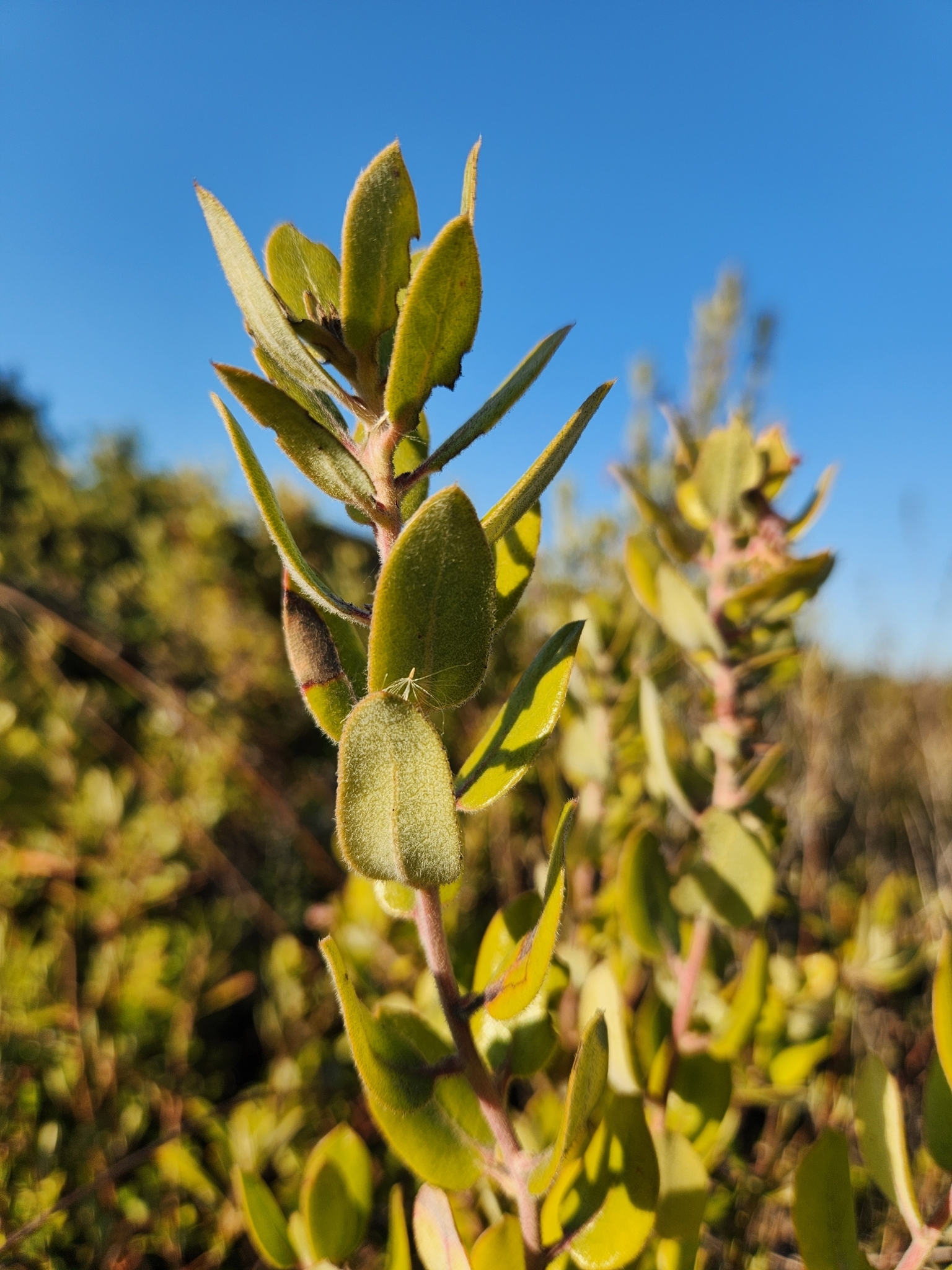<em>Arctostaphylos tomentosa tomentosa</em> in Monterey County, California (11/7/2024).