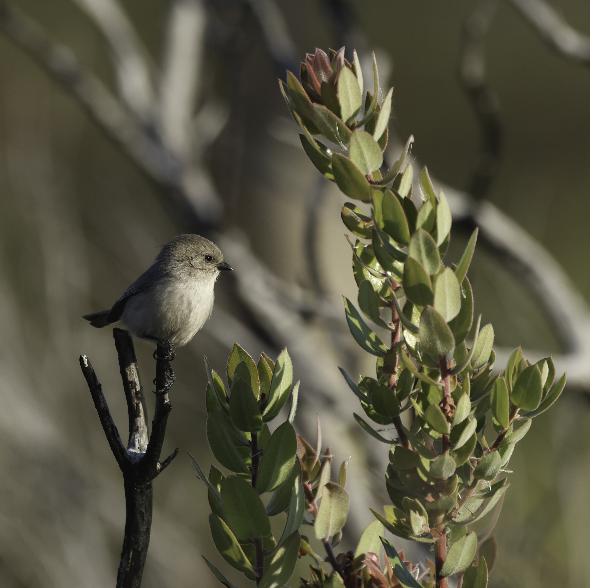 <em>Arctostaphylos tomentosa tomentosa</em> in Monterey County, California (11/7/2024).