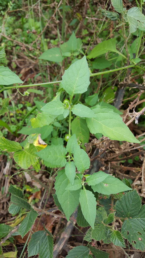 Wikipedia — Eastern Black Nightshade (Solanum emulans) · Bill Hubick