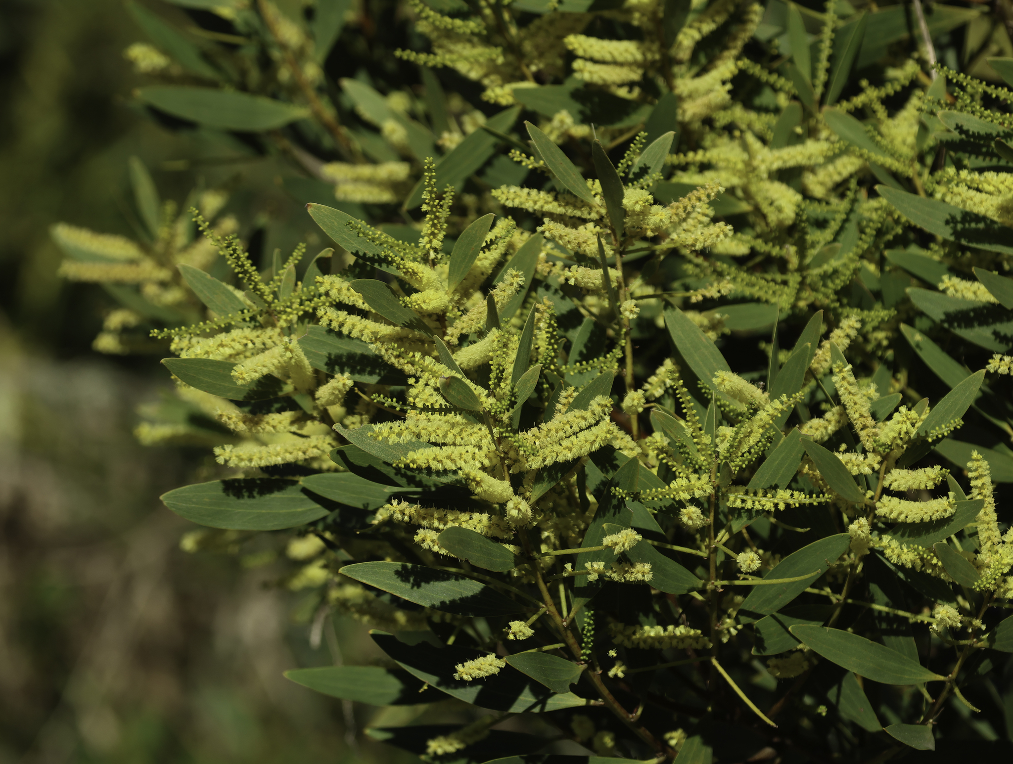 Longleaf Wattle in Monterey County, California (1/9/2025).