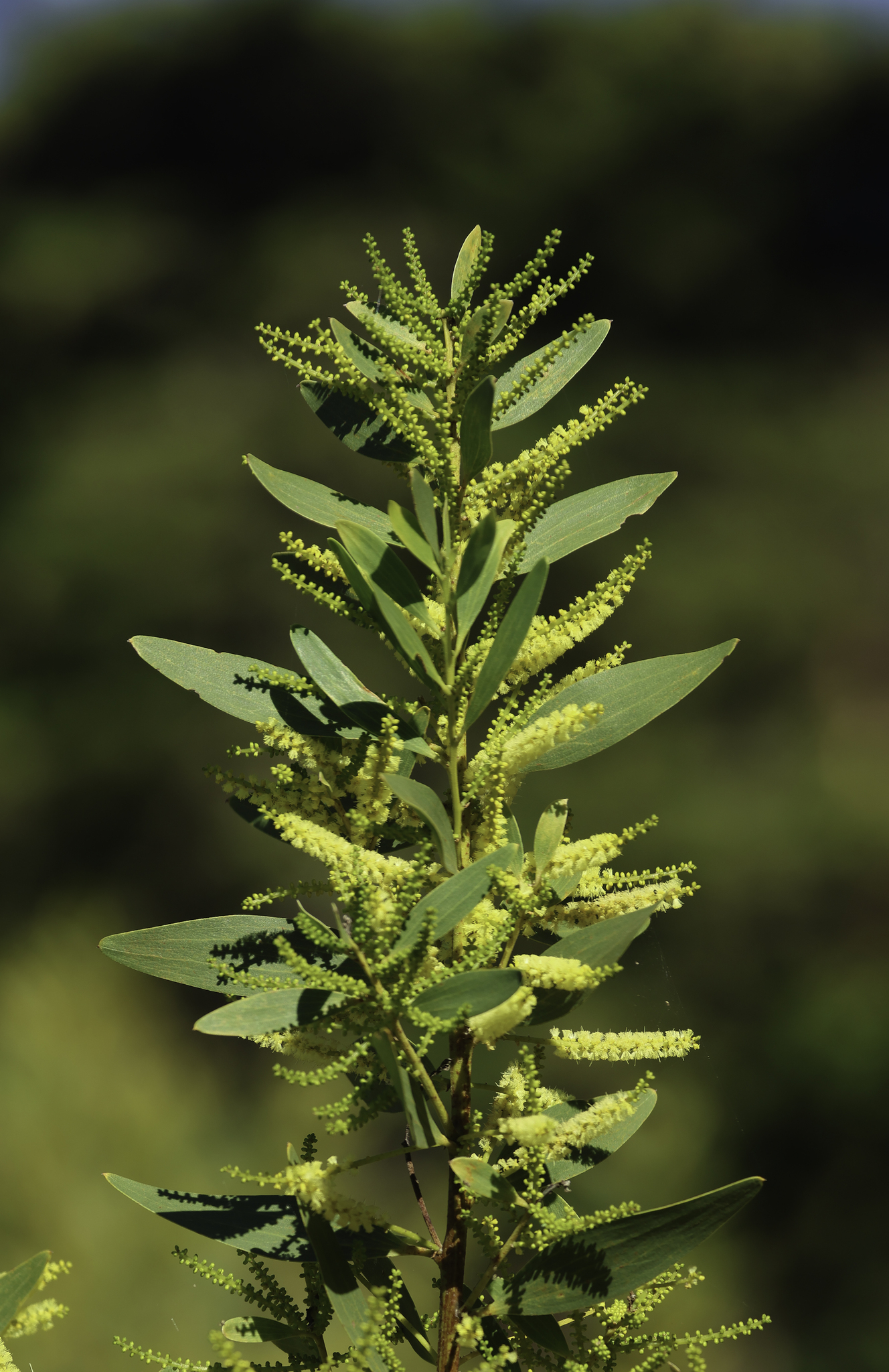 Longleaf Wattle in Monterey County, California (1/9/2025).