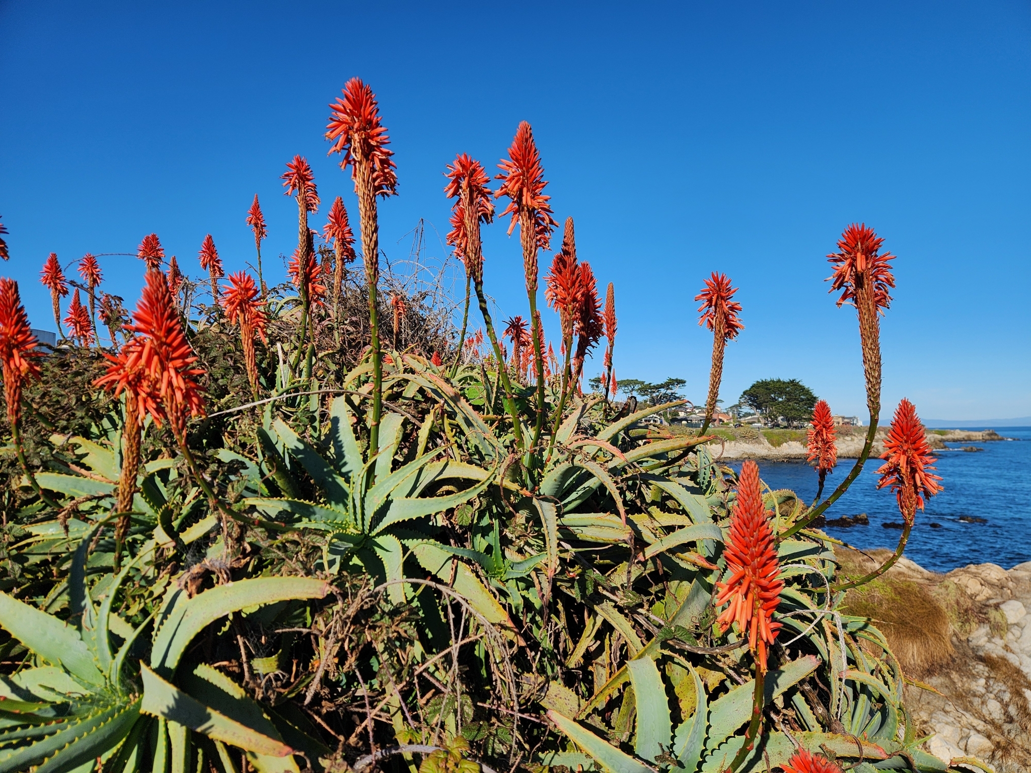 BioFiles  Candelabra Aloe (Aloe arborescens)