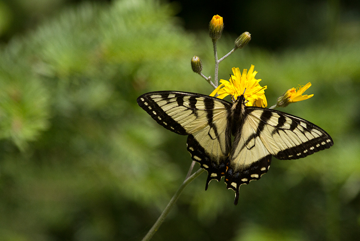 Canadian Tiger Swallowtail (Papilio canadensis)