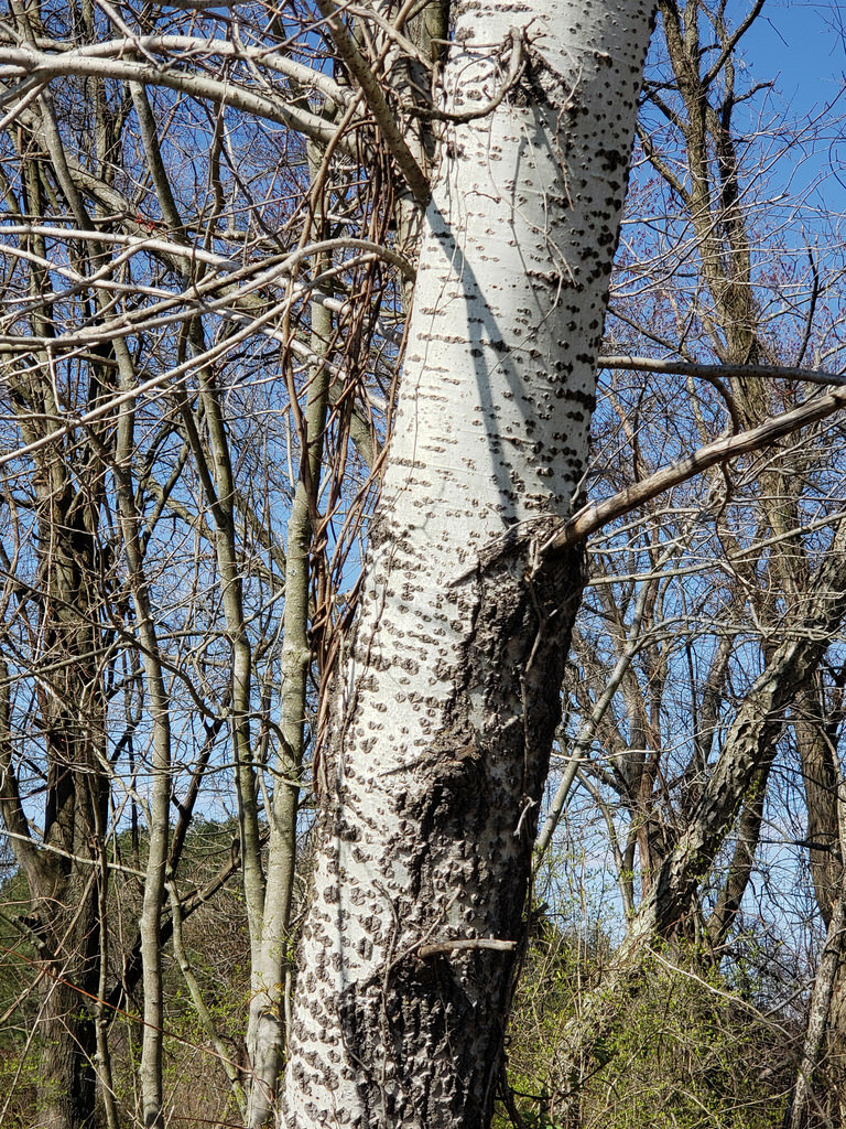 BioFiles — White Poplar (Populus alba), image size:768x1024