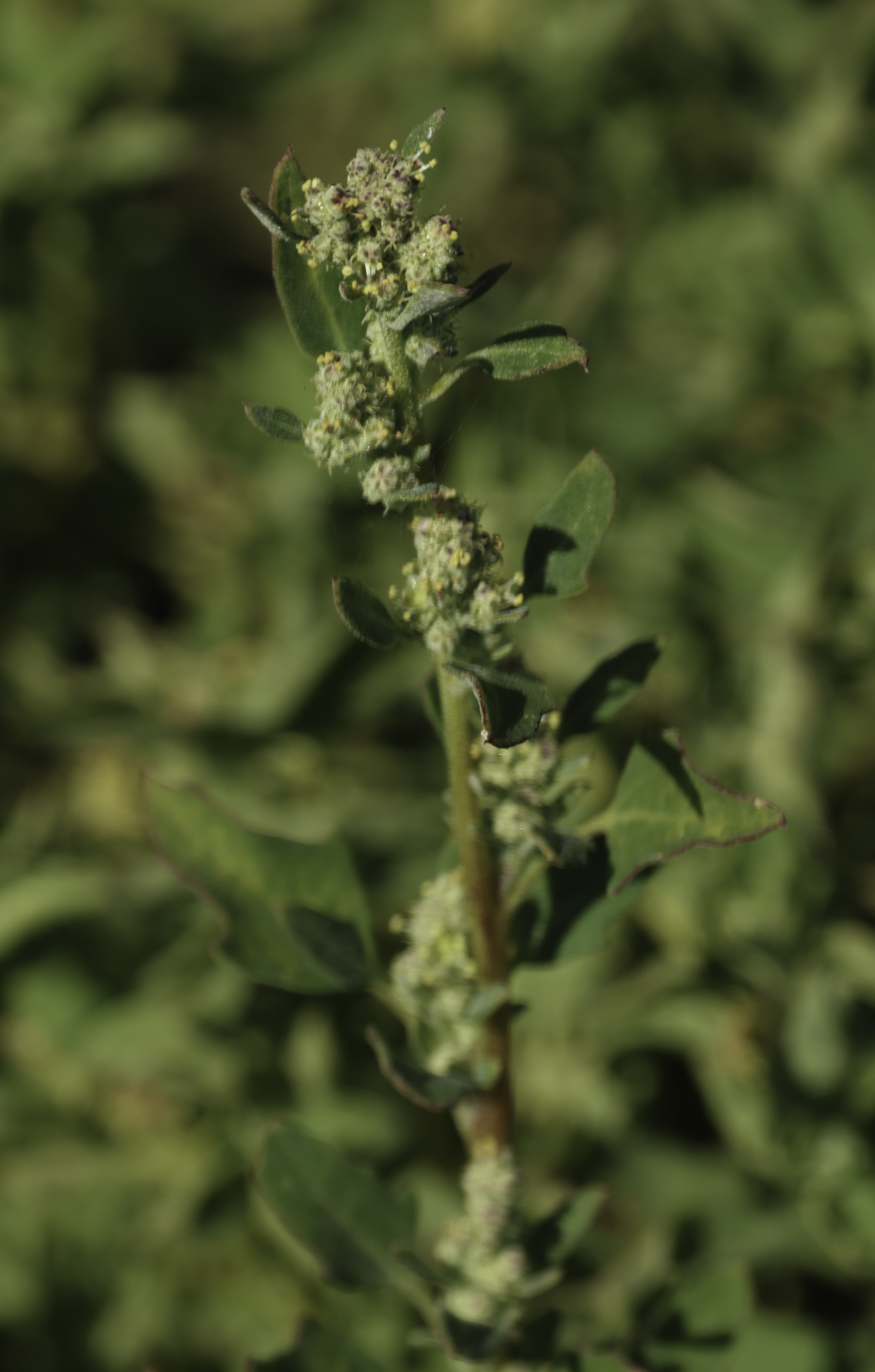 Genus Chenopodium in Monterey County, California (3/23/2025). Genus Chenopodium
