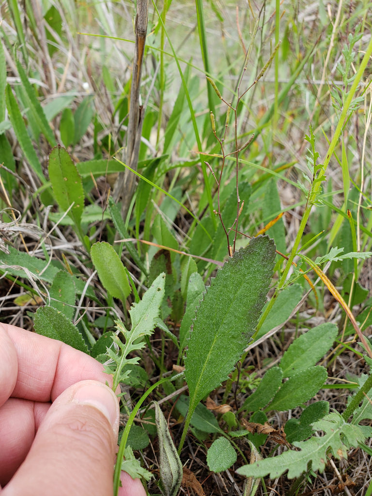 Small's Ragwort in Baltimore County, Maryland (6/10/2018).