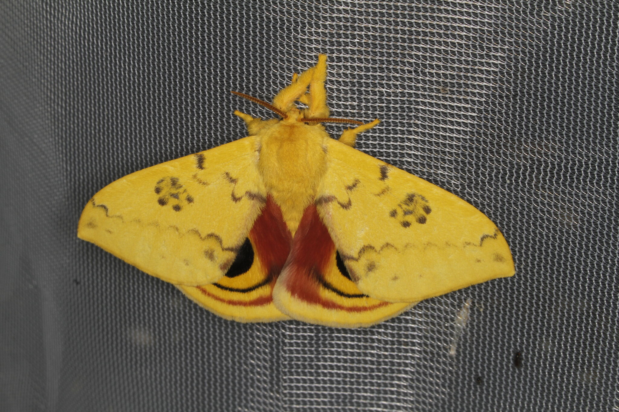 Io Moth (Automeris io)