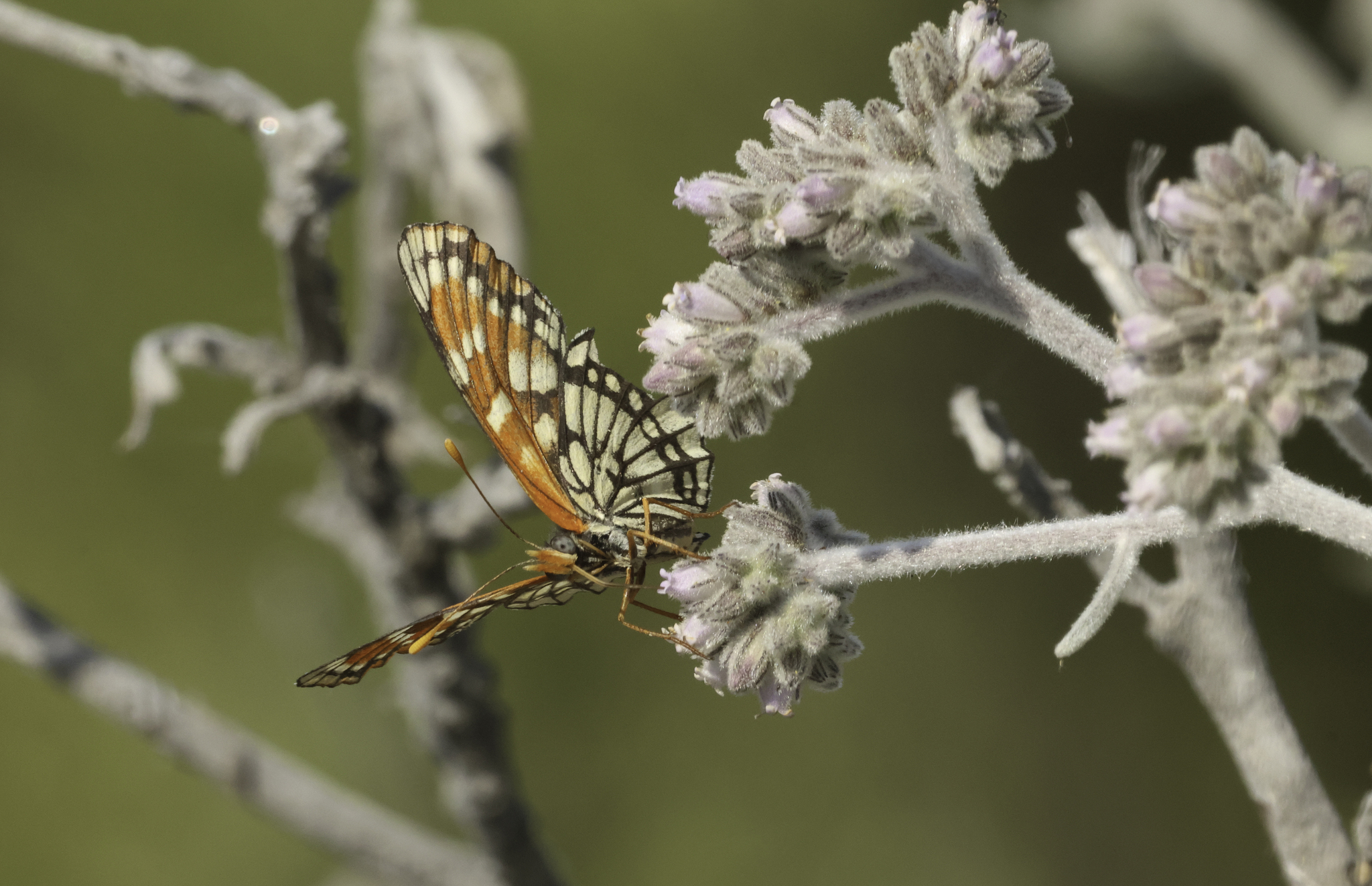 Leanira Checkerspot (Chlosyne leanira)