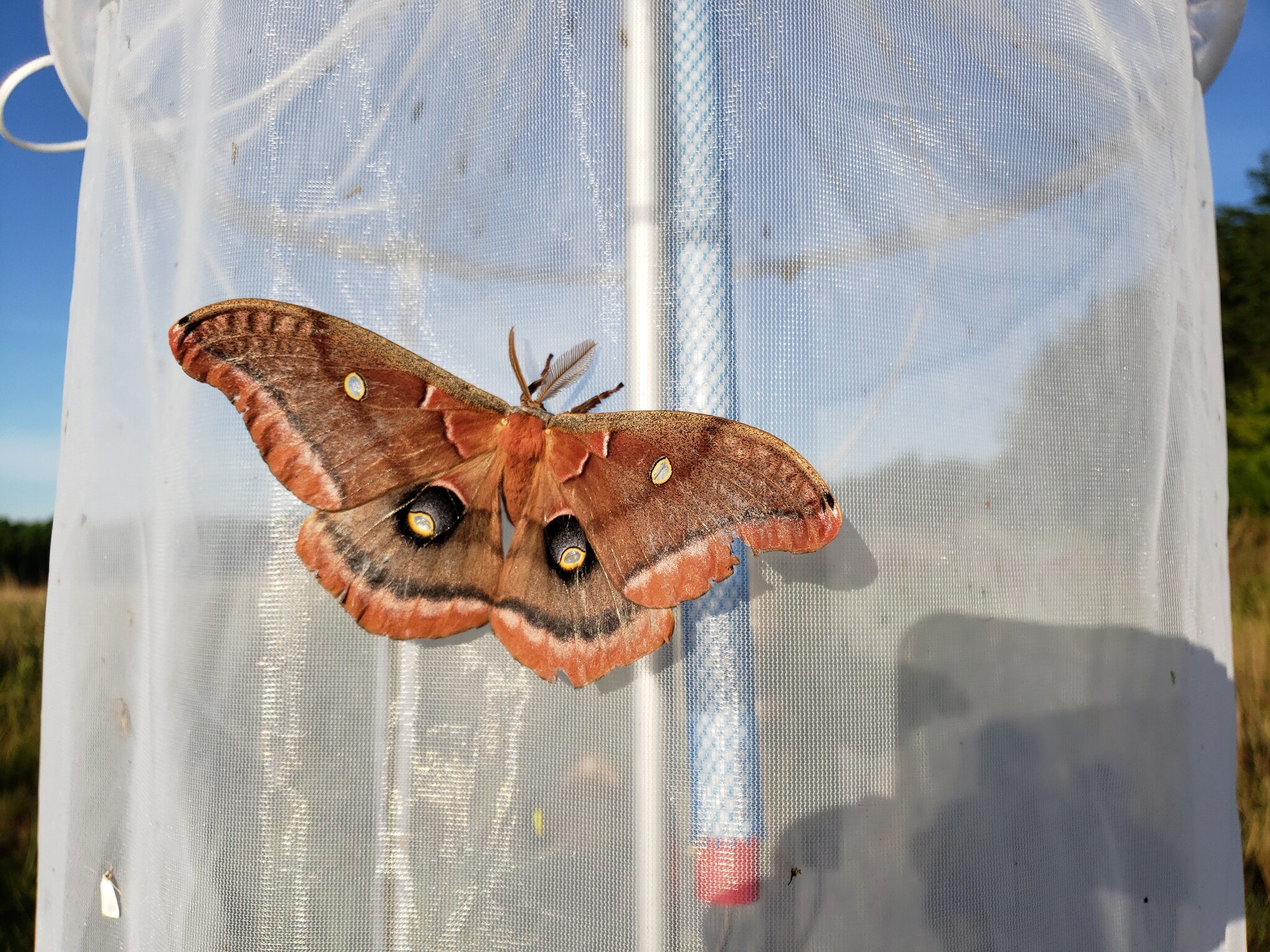 Polyphemus Moth (Antheraea polyphemus)