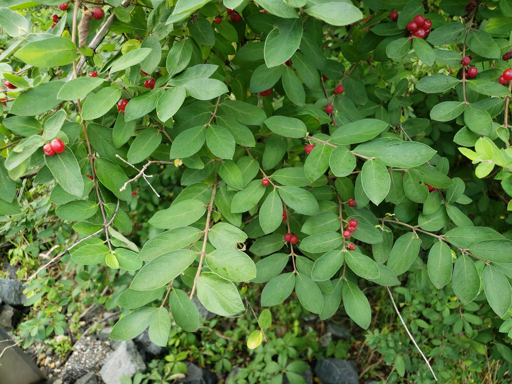 BioFiles  Morrow's Honeysuckle (Lonicera morrowii)