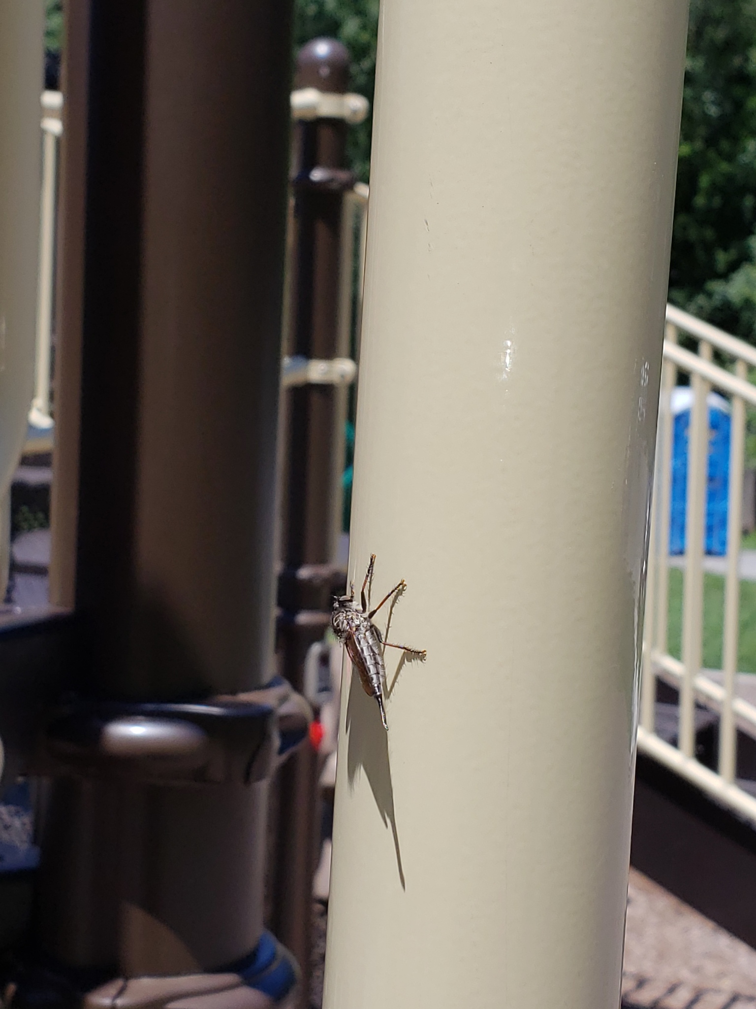 Northeastern Hammertail in Carroll County, Maryland (7/8/2018).