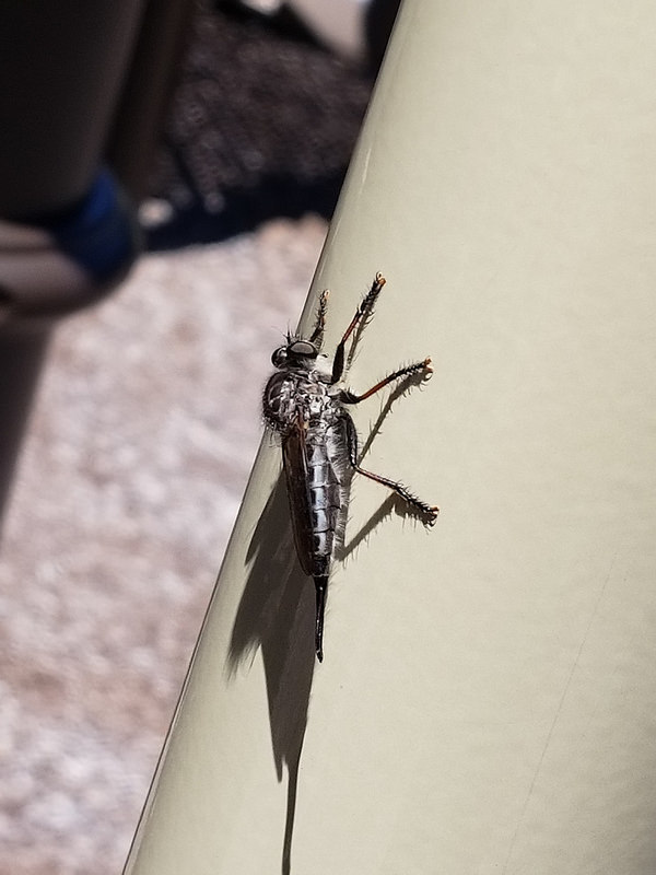 Northeastern Hammertail in Carroll County, Maryland (7/8/2018).