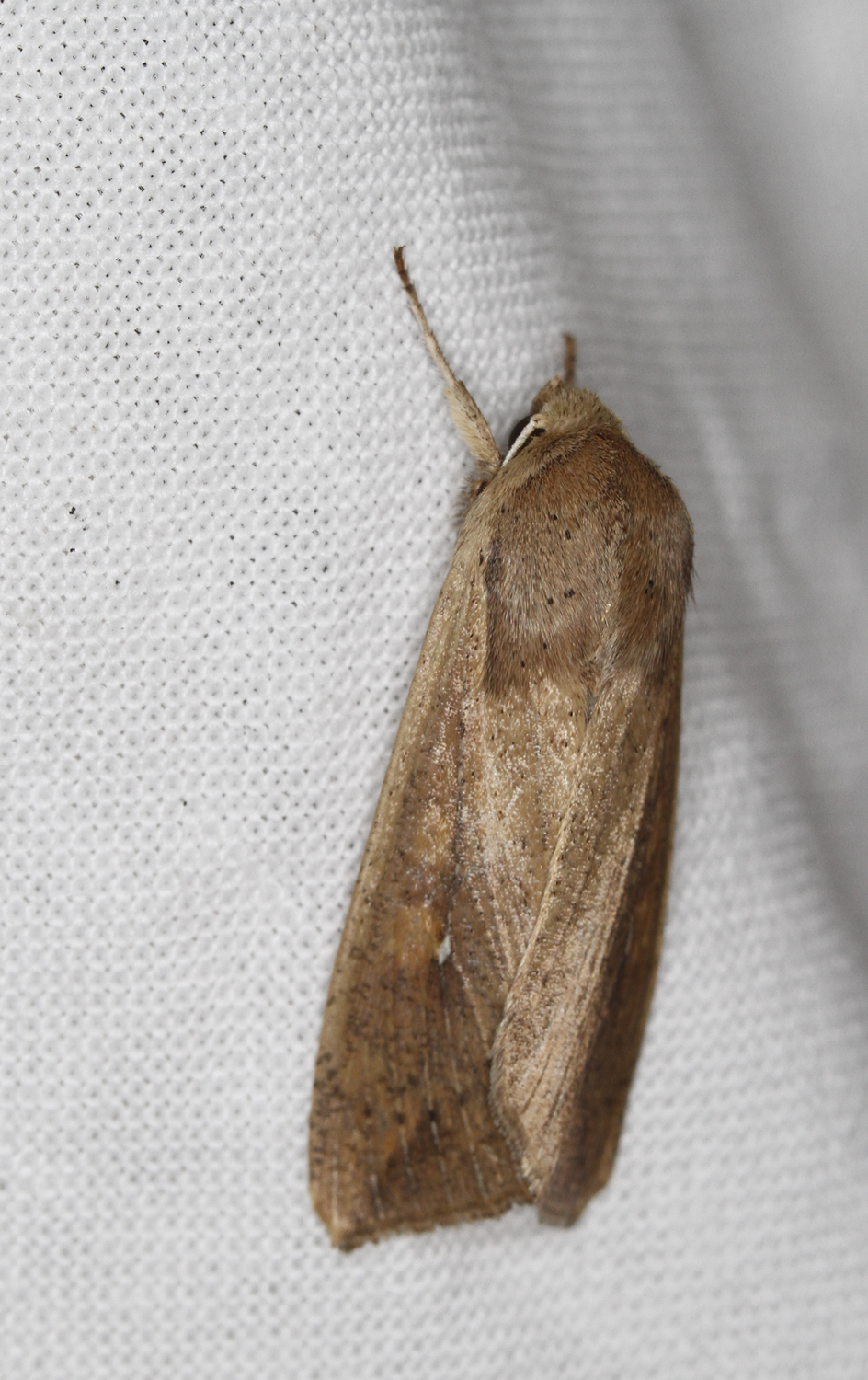 An Armyworm Moth in Anne Arundel Co., Maryland (11/18/2016). Determined by Kyhl Austin/BugGuide. Armyworm Moth (Pseudaletia unipuncta)
