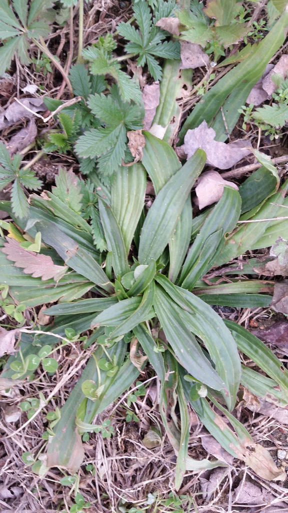 Narrow-leaved Plantain in Anne Arundel Co., Maryland (1/15/2016).
