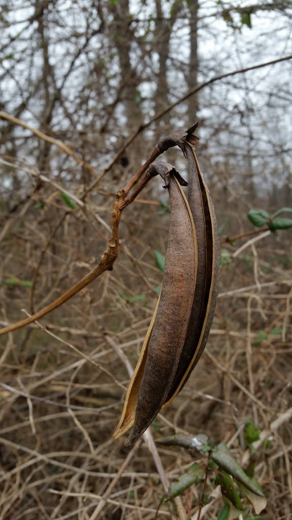 Trumpet Creeper in Montgomery Co., Maryland (1/17/2016).