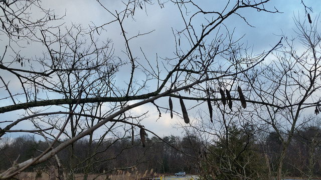 Black Locust in Anne Arundel Co., Maryland (1/17/2016).