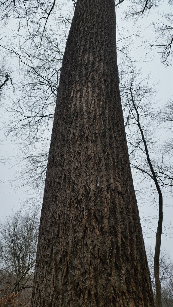 Tulip Poplar in Montgomery Co., Maryland (1/17/2016).