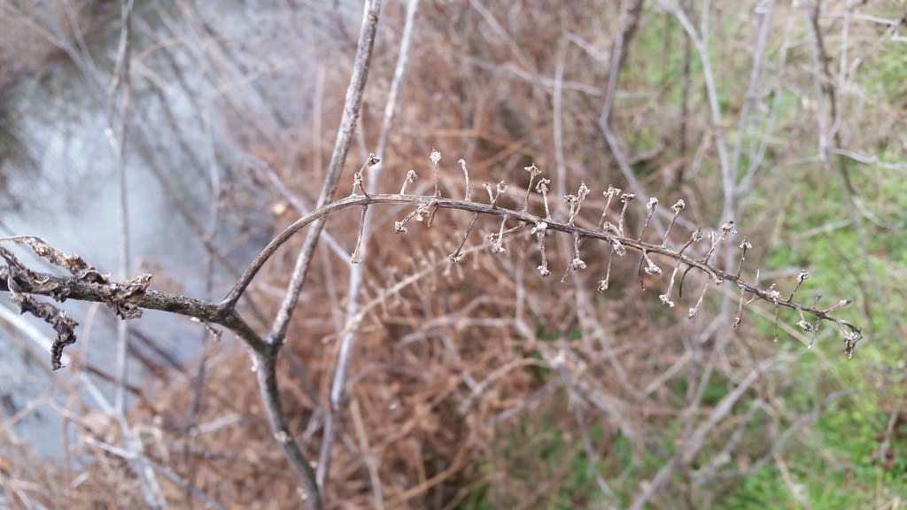 American Pokeweed in Montgomery Co., Maryland (1/17/2016).