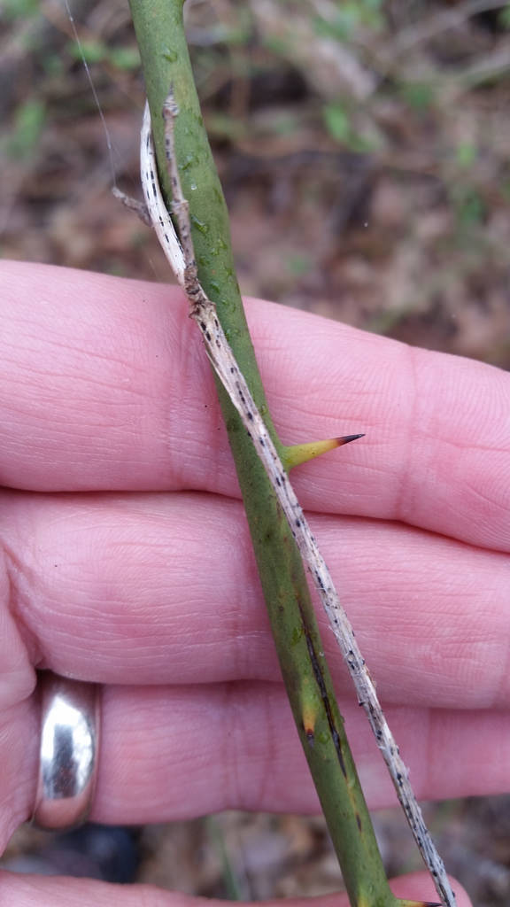 Common Greenbrier in Montgomery Co., Maryland (1/17/2016).
