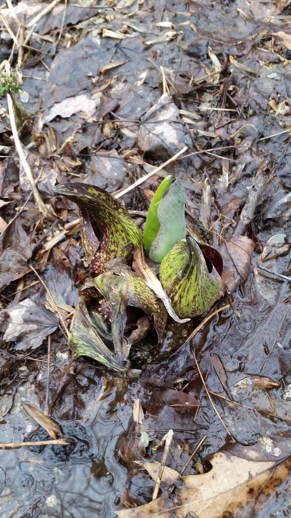 Skunk Cabbage in Montgomery Co., Maryland (1/17/2016).