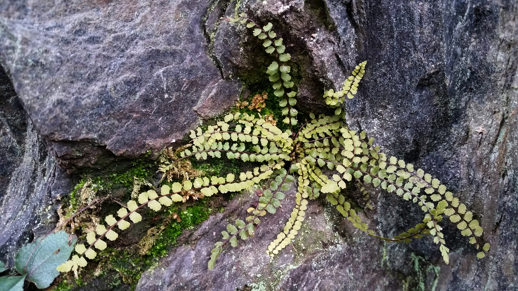 Maidenhair Spleenwort in Montgomery Co., Maryland (1/17/2016).