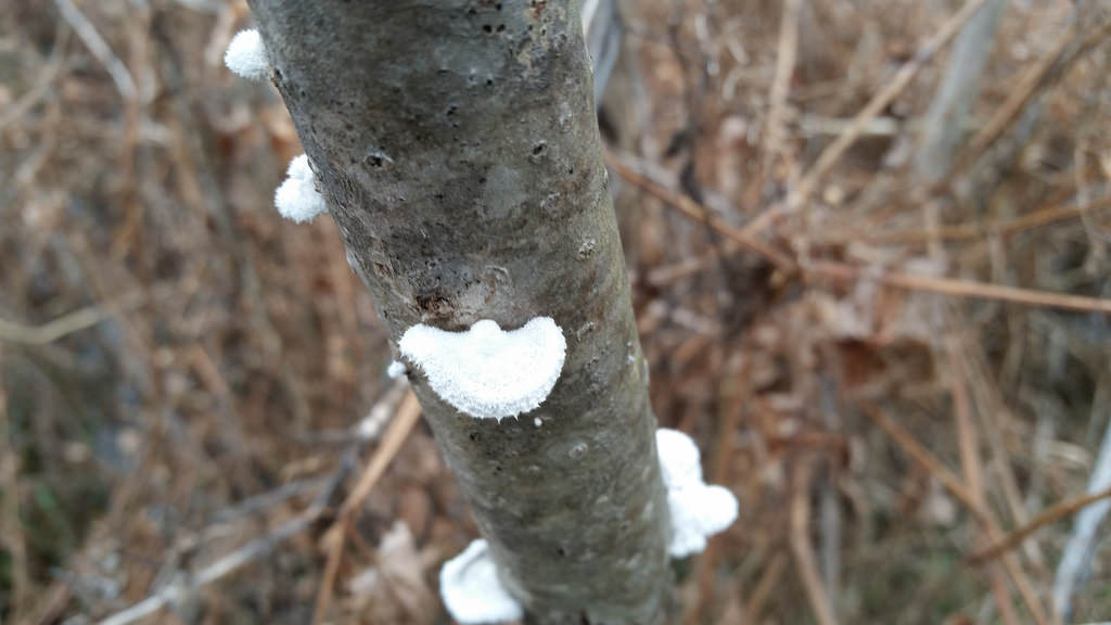 Common Split Gill in Montgomery Co., Maryland (1/17/2016).