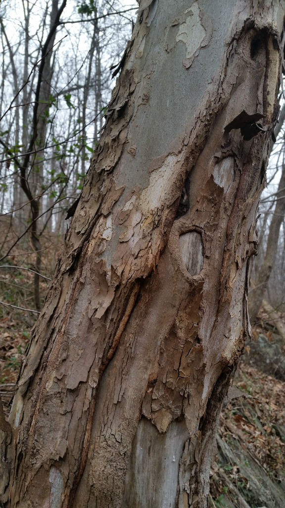 American Sycamore in Montgomery Co., Maryland (1/17/2016).