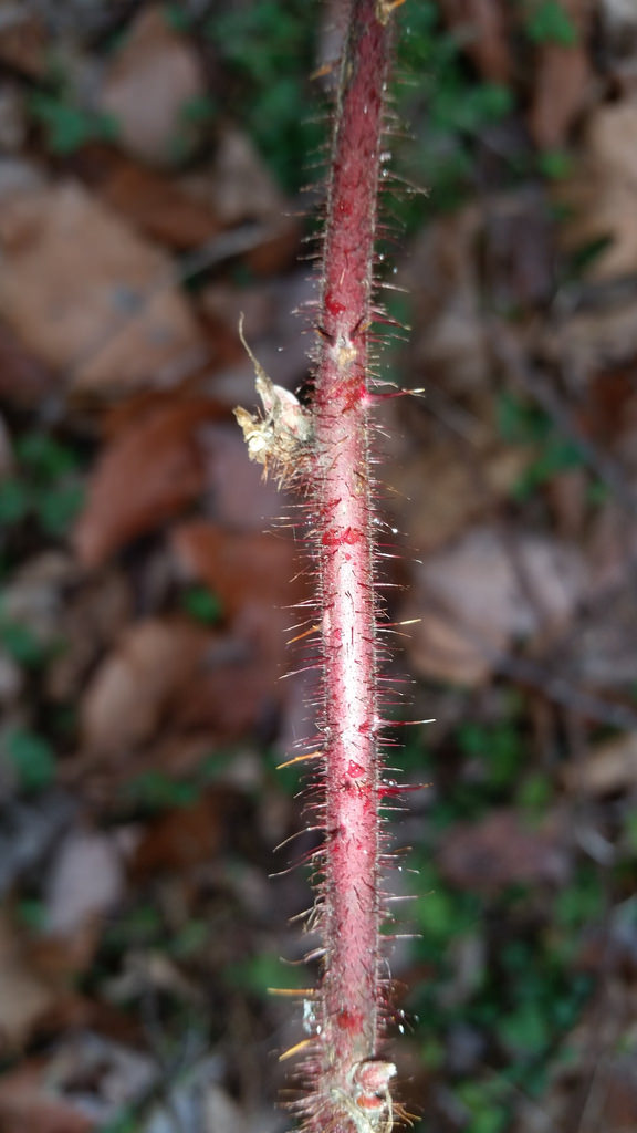 Wineberry in Montgomery Co., Maryland (1/17/2016).