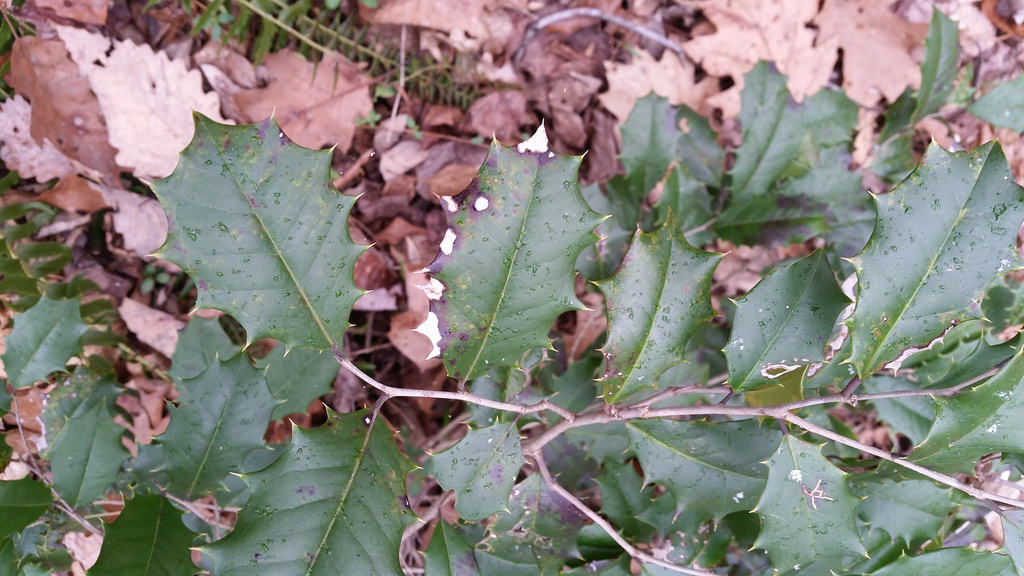 American Holly in Montgomery Co., Maryland (1/17/2016).