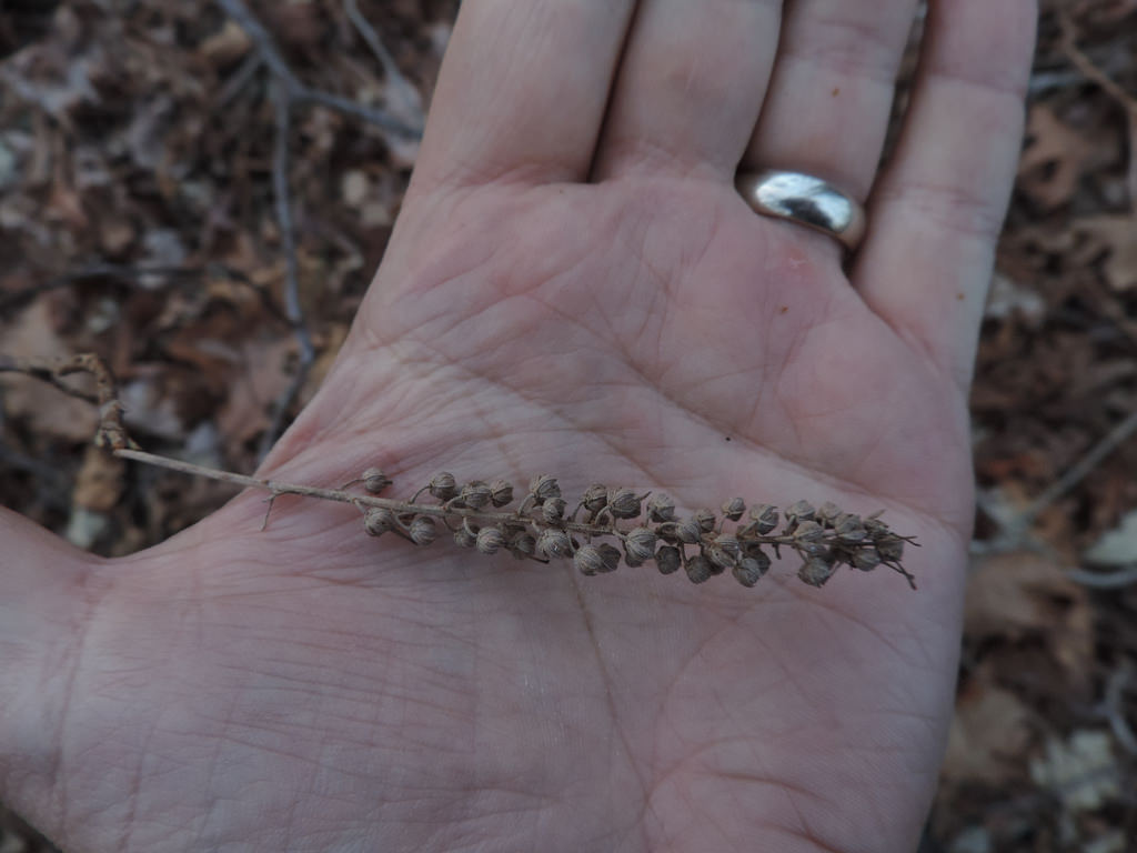 Coastal Sweet Pepperbush in Worcester Co., Maryland (2/20/2016).