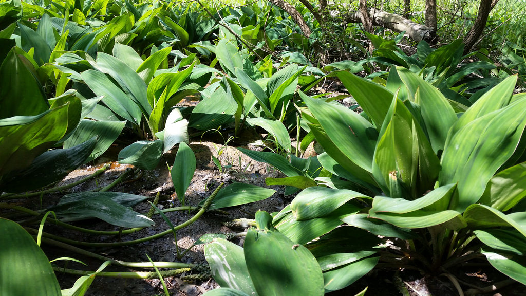 Golden Club in Howard Co., Maryland (5/31/2016).