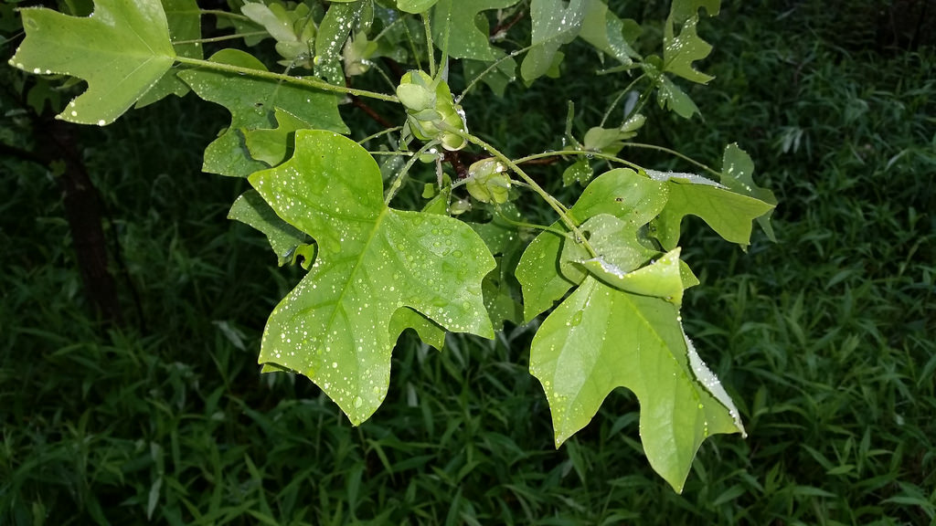 Tulip Poplar in Garrett Co., Maryland (5/21/2016).