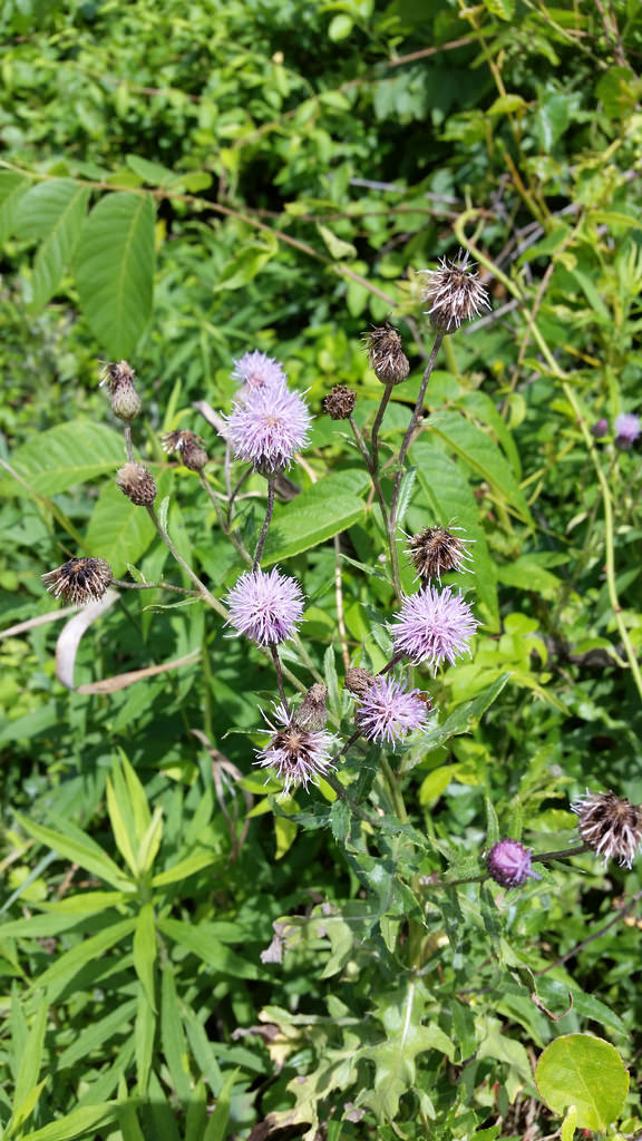 Canada Thistle in Howard Co., Maryland (7/7/2016).