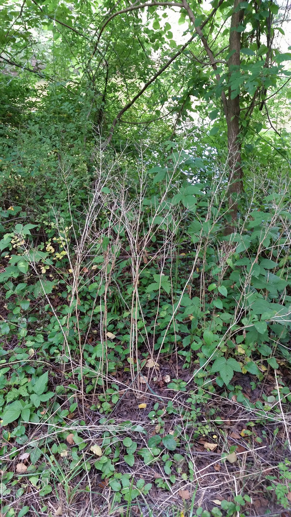 Garlic Mustard in Howard Co., Maryland (7/7/2016).