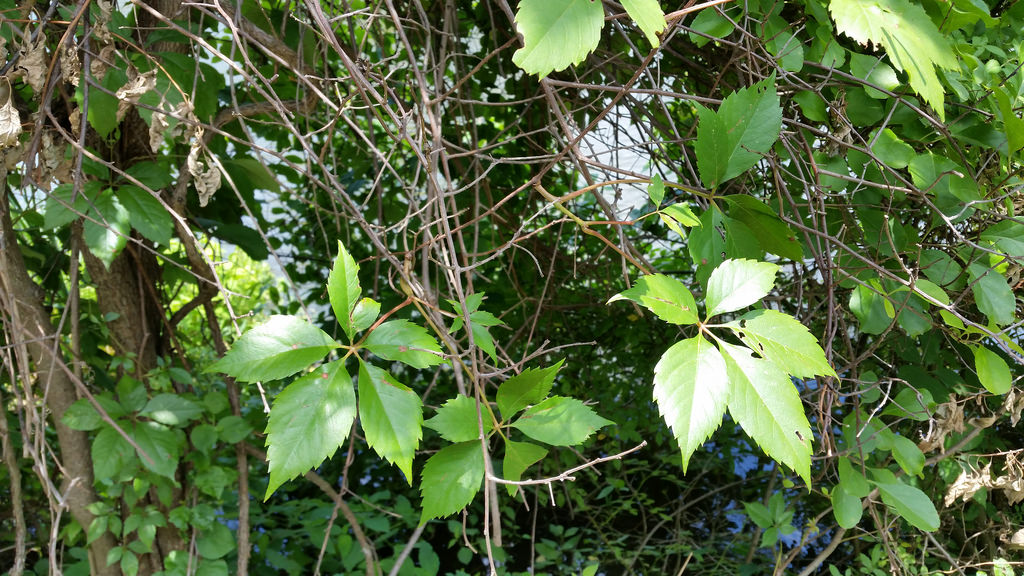 Virginia Creeper in Howard Co., Maryland (7/7/2016).