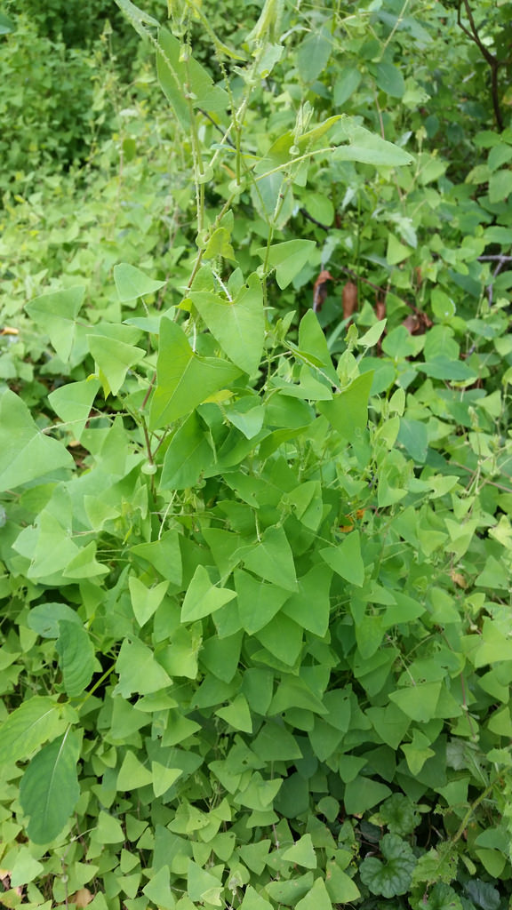 Asiatic Tearthumb in Howard Co., Maryland (7/7/2016).