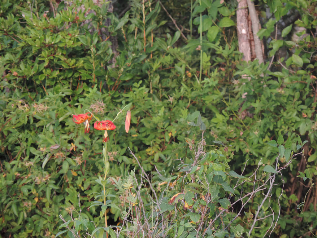 Turk's-cap Lily blooming in Dorchester Co., Maryland (7/23/2016).