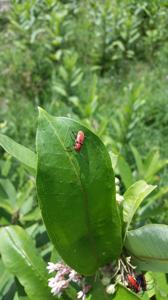 Red Milkweed Beetle on Common Milkweed in Howard Co., Maryland (7/7/2016).