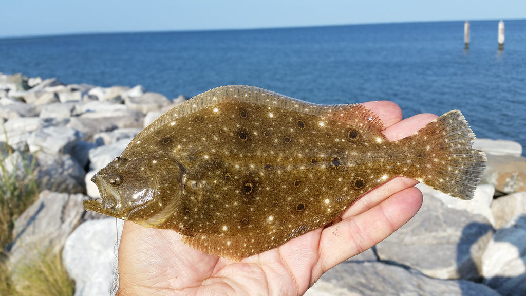 BioFiles – Summer Flounder (Paralichthys dentatus)