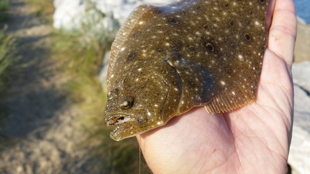 BioFiles – Summer Flounder (Paralichthys dentatus)