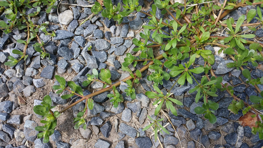 Little Hogweed in Talbot Co., Maryland (8/31/2016). Genus Portulaca