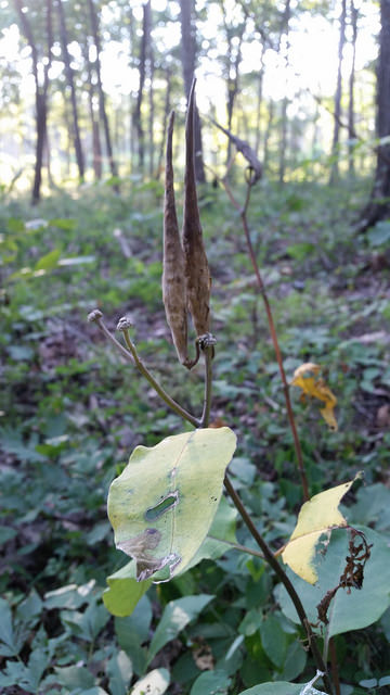 Redring Milkweed in Dorchester Co., Maryland (8/31/2016).