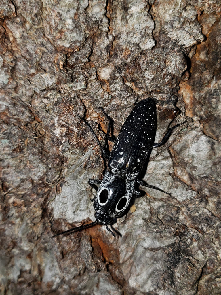 An Eyed Click Beetle in Anne Arundel Co., Maryland (7/1/2018).